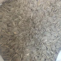 تخمه آفتابگردان ایرانی و خارجی