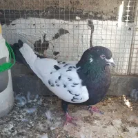 کبوتر سینه‌ای|پرنده|ابهر, |دیوار