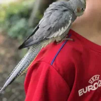 عروس هلندی ماده با قفس