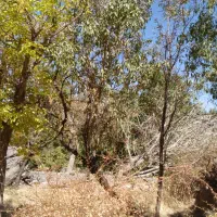 زمین باغ ۲۷۰ متری طزرجان.بر خیابان