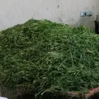 سبزی خرد شده