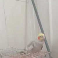 عروس هلندی گم شده