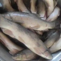 ماهی با قیمت مناسب