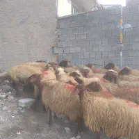 گوسفند داشتی با بره|حیوانات مزرعه|سنندج, |دیوار