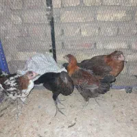 جوجه خروس بومی