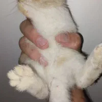 بچه خرگوش