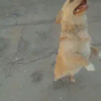 پاپی زرنگ و باهوش