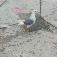کبوتر