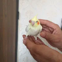 عروس هلندی