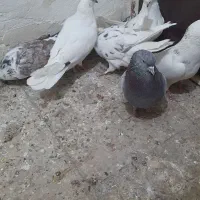 کبوتر پرشی تهرونی