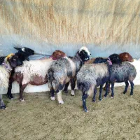 گوسفند میش بره بز بزغاله|حیوانات مزرعه|خمینی‌شهر, |دیوار