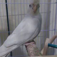 عروس هلندی|پرنده|ایرانشهر, |دیوار