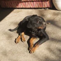 سگ ماده رتوایلر برای فروش|سگ|قائم‌شهر, |دیوار