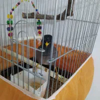 مرغ مینا|پرنده|کرمانشاه, |دیوار