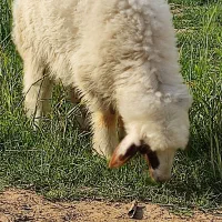 گوسفند ،  بره