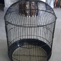 قفس عروس هلندی