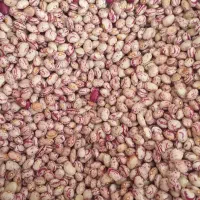 لوبیا چیتی زنجان