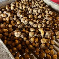 سیب زمینی دامی