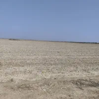 زمین کشاورزی|فروش دفتر صنعتی، کشاورزی، تجاری|برازجان, |دیوار