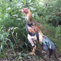 خروس هفت ماهه لاری
