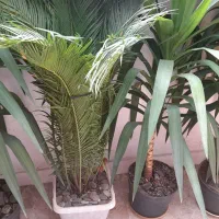 گل سیکاس ویوکاه