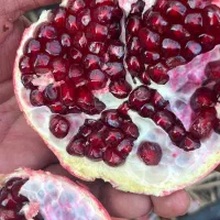 انار یاقوتی