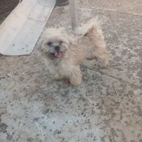 فروش سگ پاکوتاه نر و ماده شیتزو ماده شناسنامه دار|سگ|هشتگرد, هشتگرد قدیم|دیوار