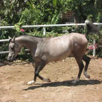 اسب عرب زیبایی