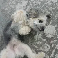 واگذاری توله شیتزو تریر