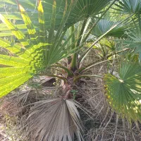 گل پالم|گل و گیاه طبیعی|بابکان, |دیوار