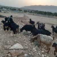 فروشی