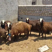 بره نر