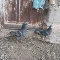 پلاکی مسافتی