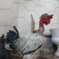 خروس لاری شمالی|حیوانات مزرعه|اصفهان, حصه جنوبی|دیوار