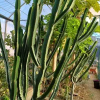 گل آگاو لاله ای سایز بزرگ|گل و گیاه طبیعی|بیستون, |دیوار