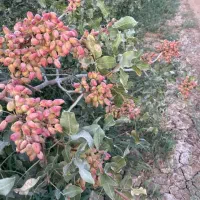 خریدار پسته بادامی