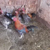 مرغ و خروس گلین بمی اصل