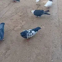 کبوتر فروشی
