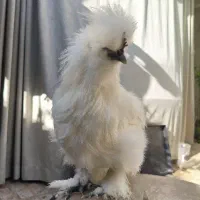 مرغ و خروس ابریشمی