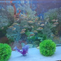 جوجه ماهی اسکار دوبندی|ماهی|دورود, |دیوار