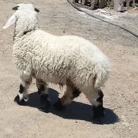 بره نر چاق خوشگل