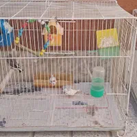 فروش پرنده|پرنده|مشهد, نوده|دیوار