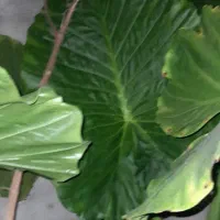 تعدادی گیاه یوگا و بابا آدم|گل و گیاه طبیعی|گتاب, |دیوار