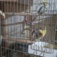 دو جفت عروس هلندی و برزیلی مولد|پرنده|رودهن, |دیوار