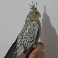 عروس هلندی فول دستی