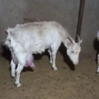 شیر بز سانن خالص وطبیعی