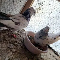 همه مدل کفتر