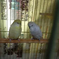 قناری جیبکس و مرغ عشق هلندی|پرنده|مشگین شهر, |دیوار