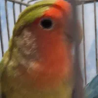 طوطی برزیلی یک جفت