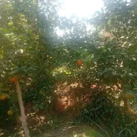 فروش ۲ هکتار باغ